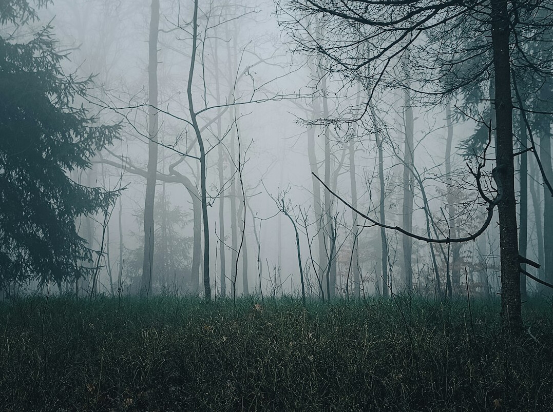 dark foggy forest path